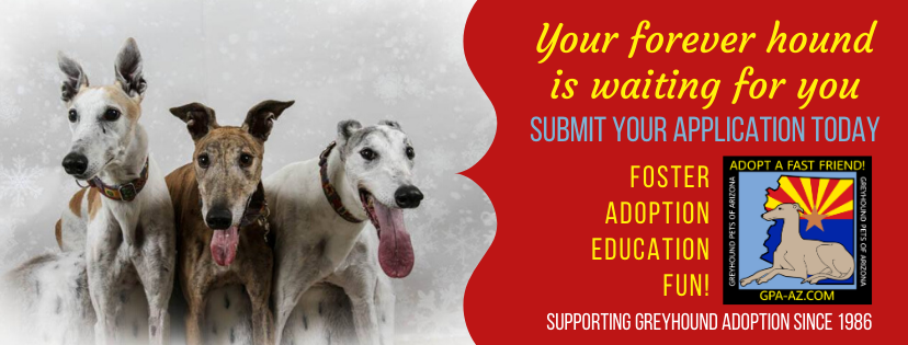 Adopt a GPA AZ Greyhound